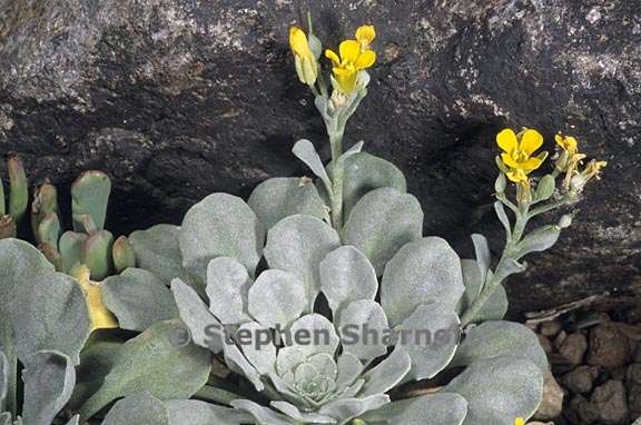 physaria occidentalis ssp occidentalis 2 graphic